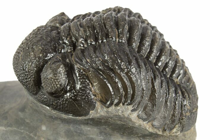 Detailed Morocops Trilobite - Ofaten, Morocco #323596